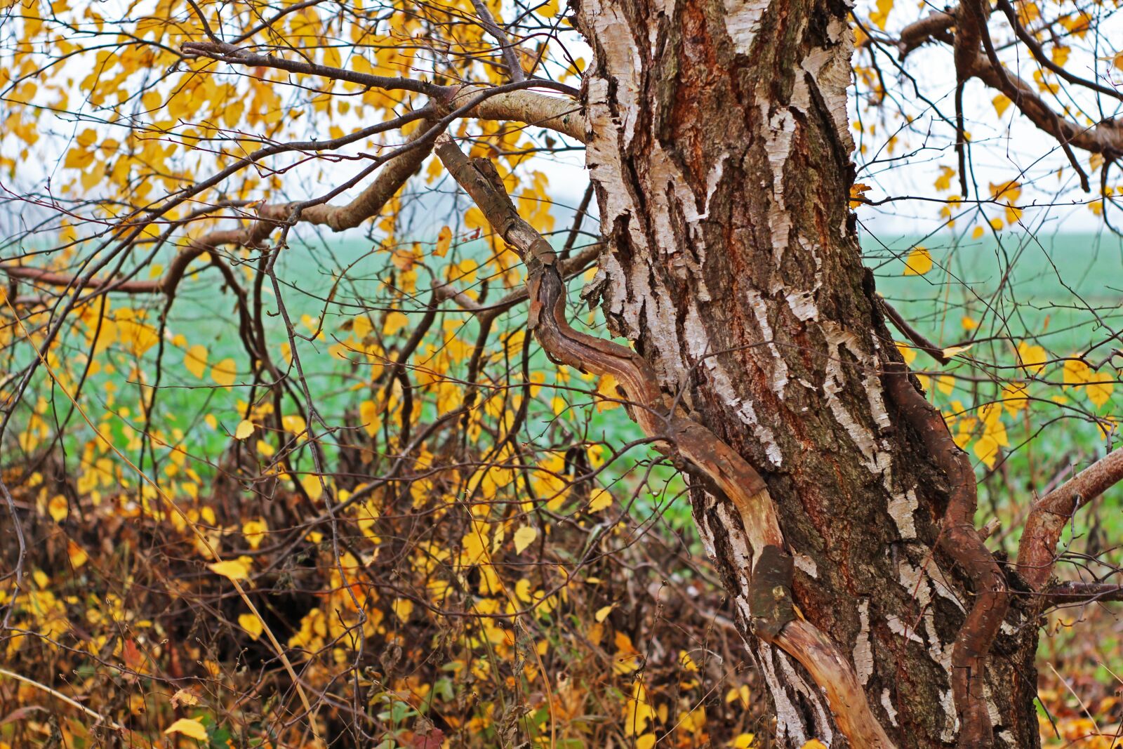 Canon EOS 700D (EOS Rebel T5i / EOS Kiss X7i) sample photo. Birch tree, birch, autumn photography