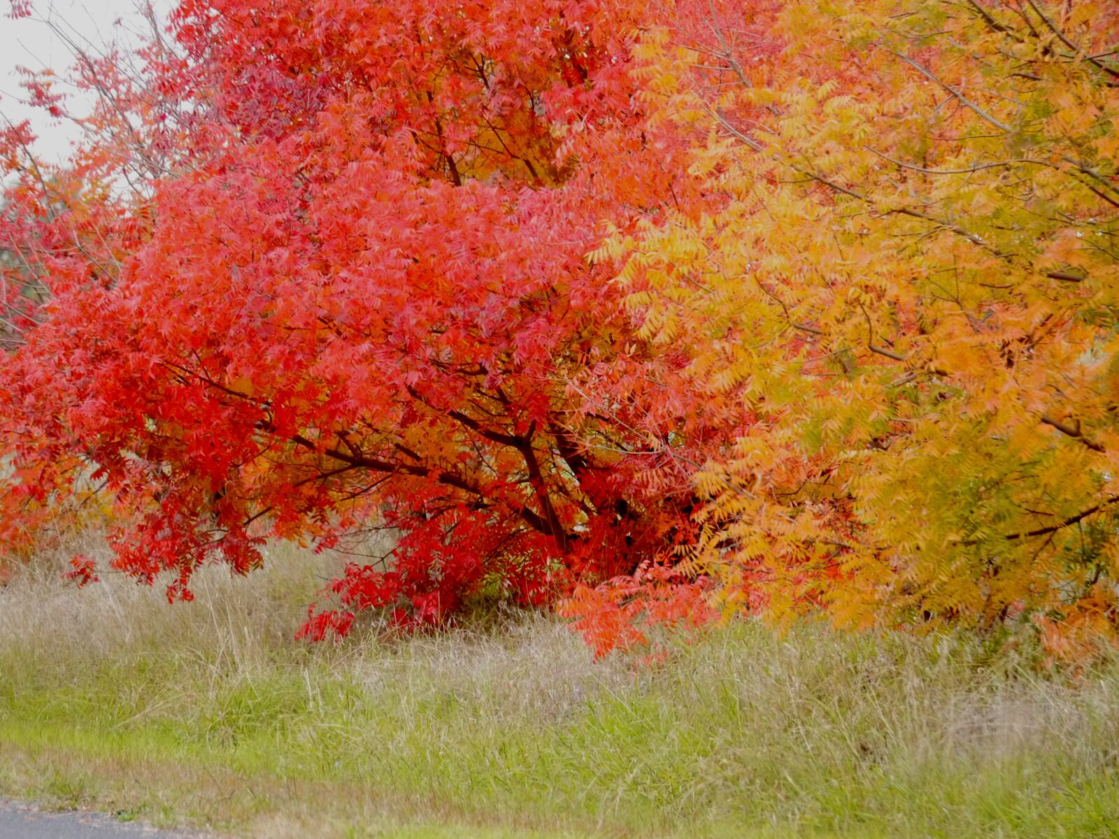 Panasonic Lumix DMC-G5 sample photo. Autumn, colour, fall photography
