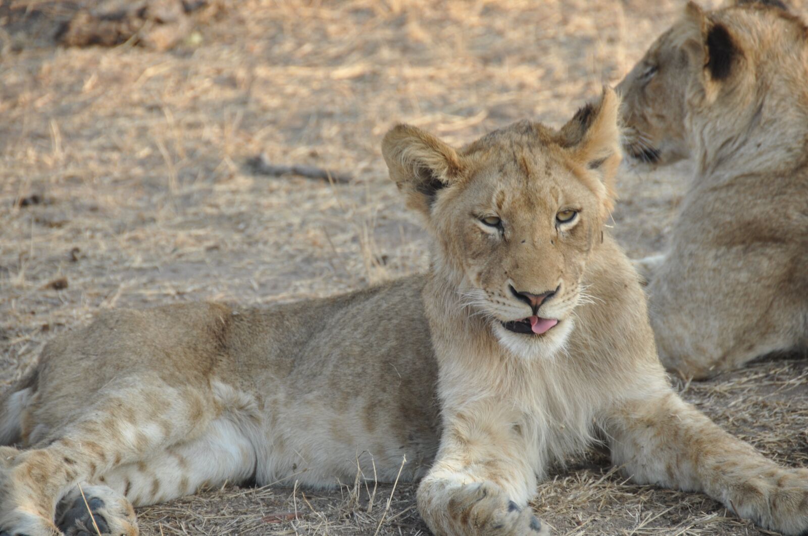 Nikon D90 sample photo. Cub, lion, animal photography
