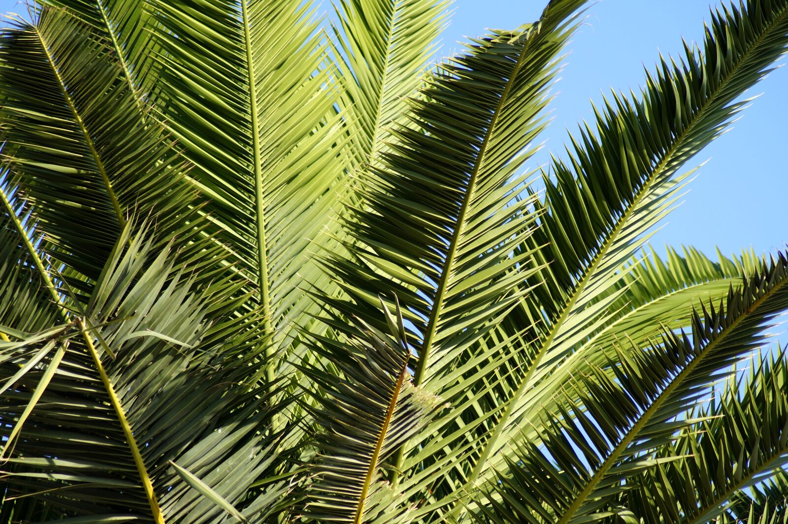 Sony SLT-A58 sample photo. Palm, plant, leaves photography