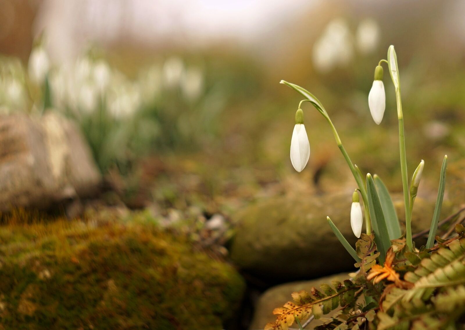 Sony SLT-A57 + Minolta AF 50mm F1.7 sample photo. Snowdrops, flowers, spring photography