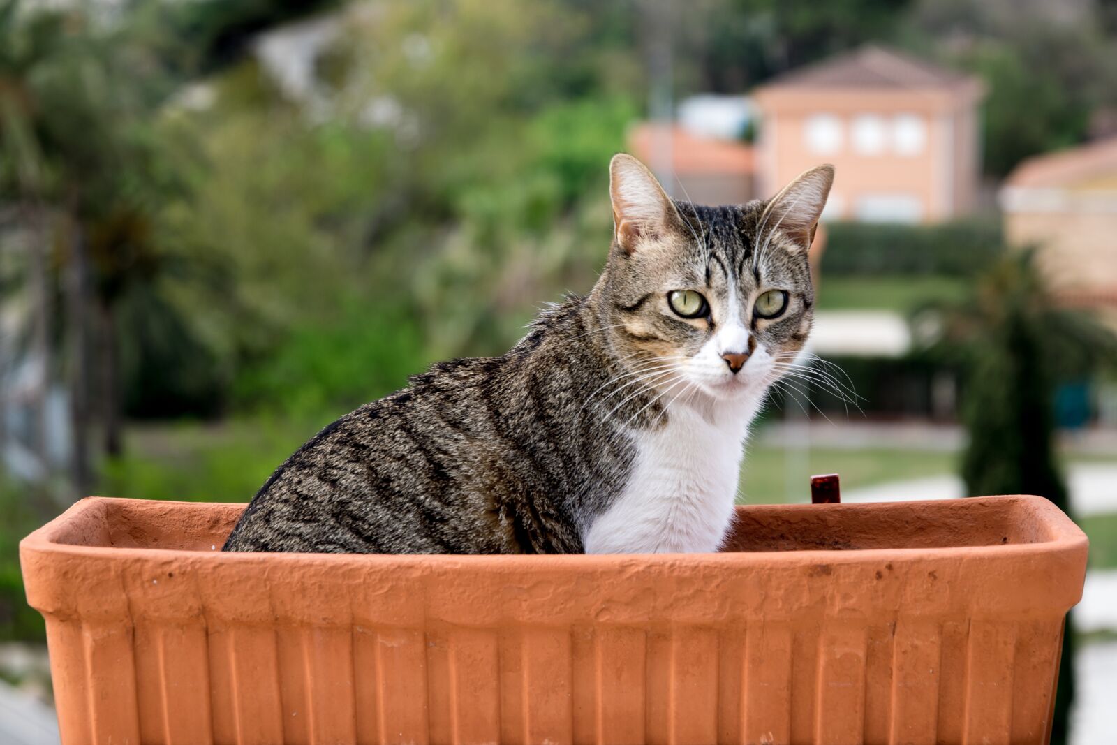 Nikon D5300 sample photo. Cat, flowerpot photography