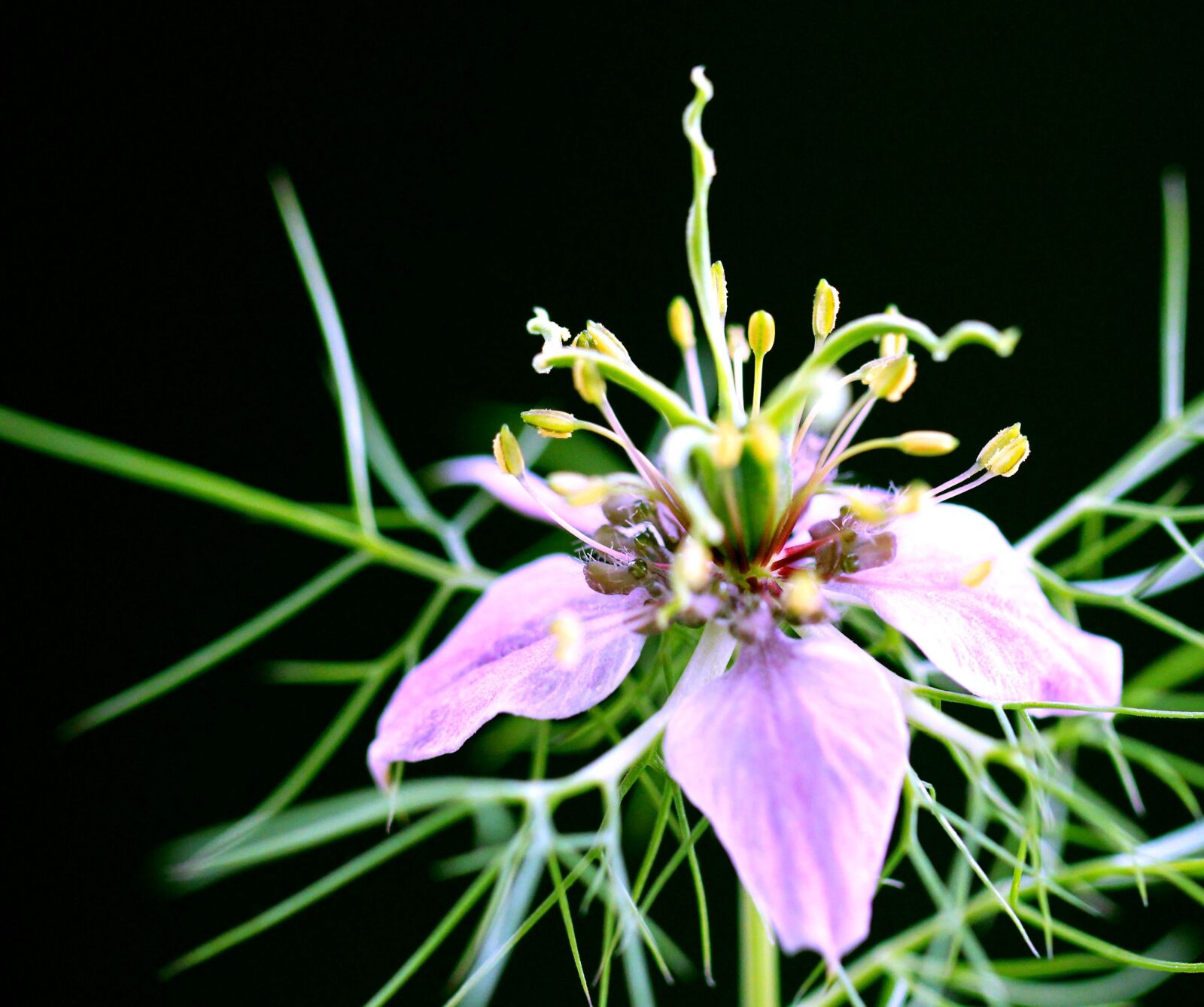 Canon EOS 550D (EOS Rebel T2i / EOS Kiss X4) sample photo. Flower, blossom, plant photography