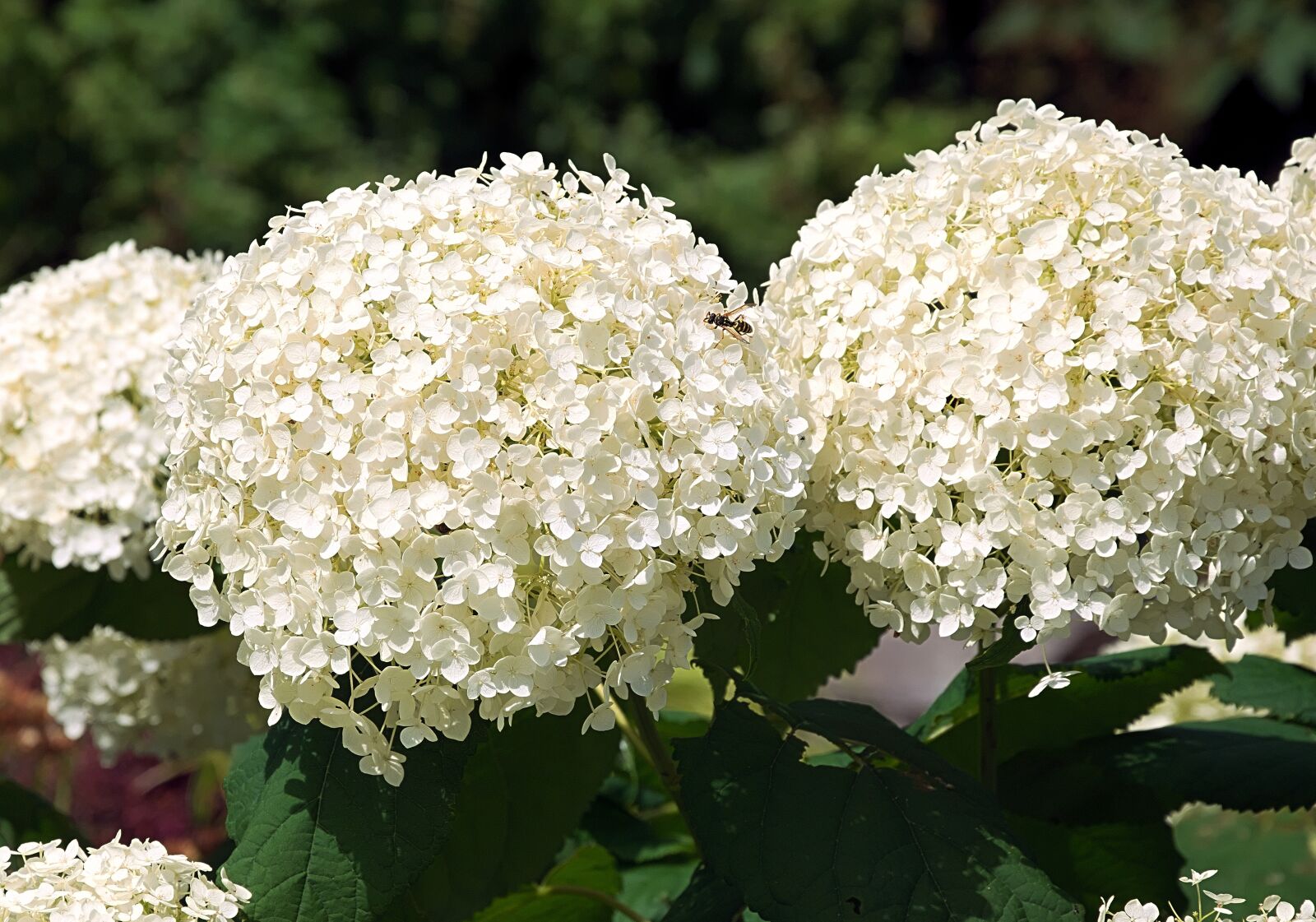 Nikon D3300 sample photo. Hydrangea, blossom, bloom photography