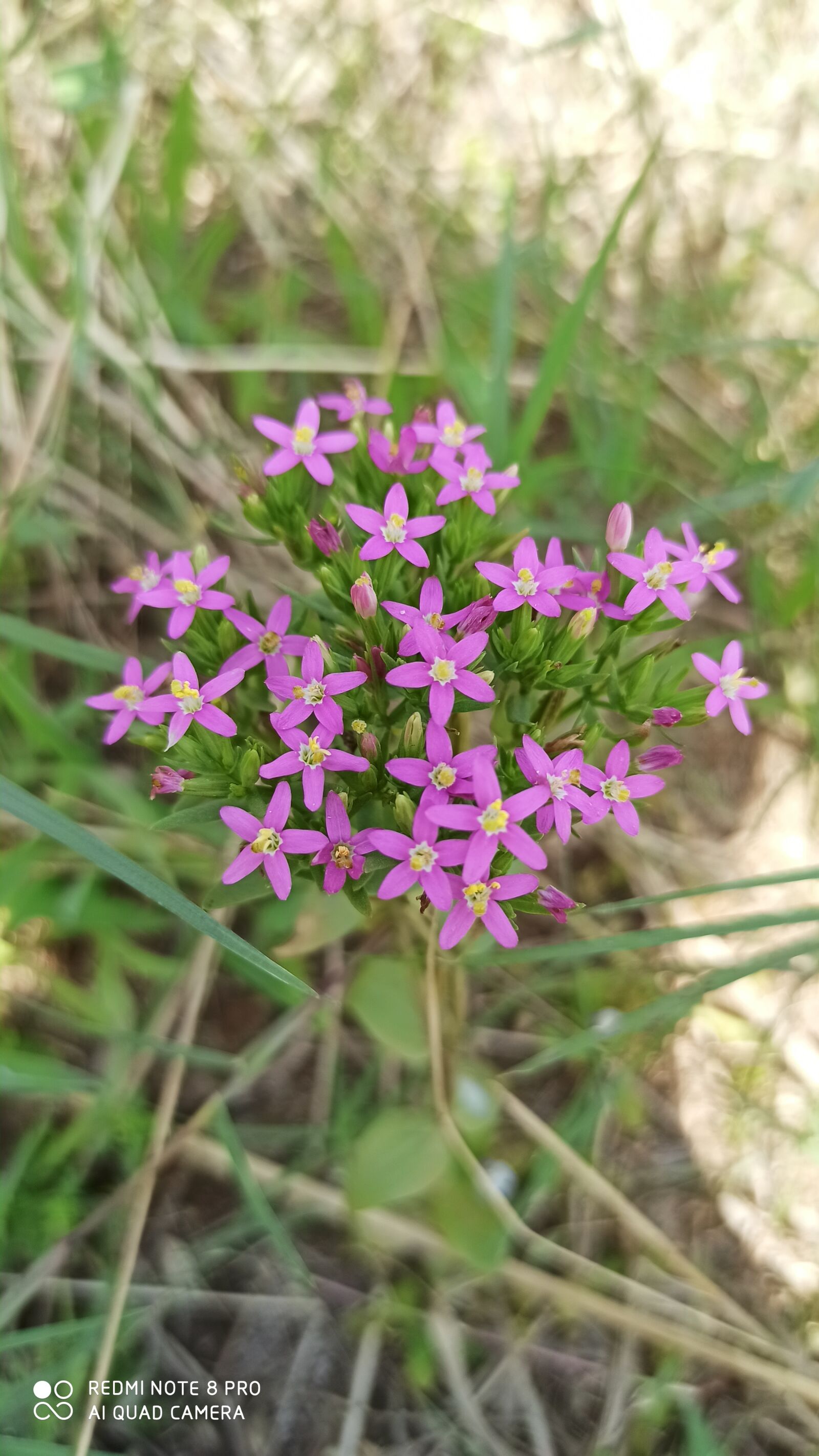 Xiaomi Redmi Note 8 Pro sample photo. Flowers, love, peace photography