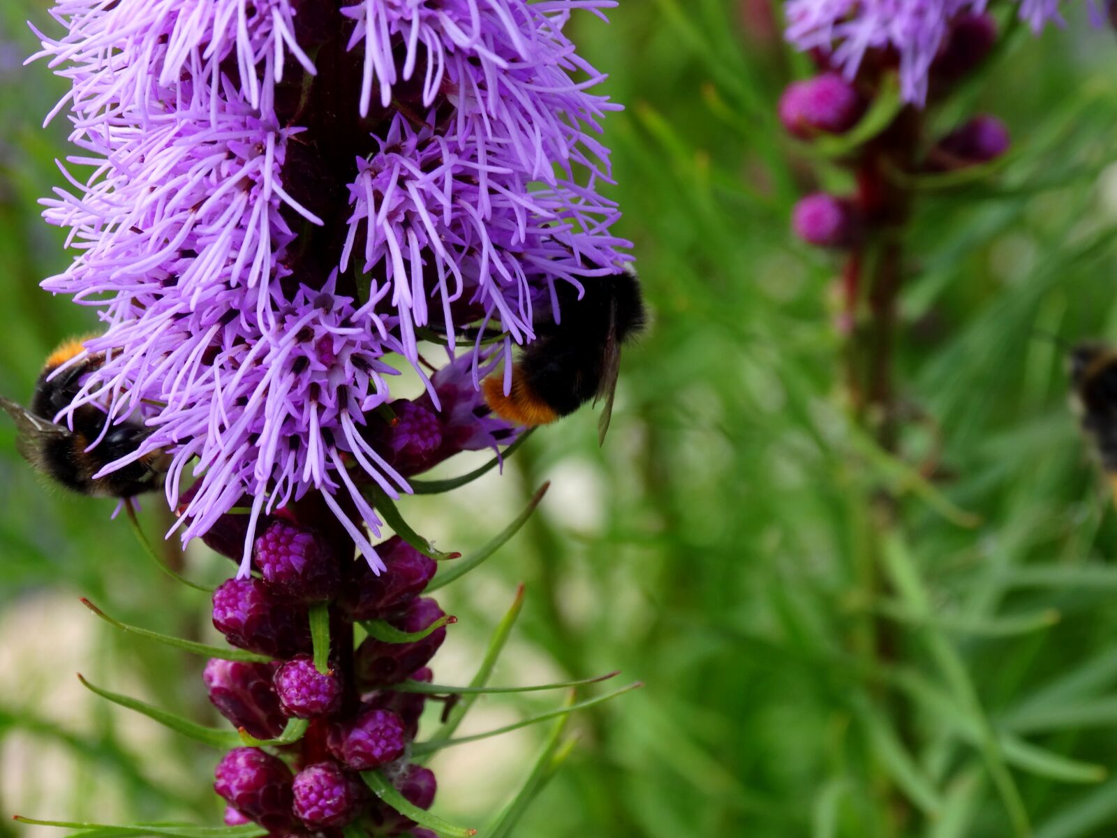 Sony Cyber-shot DSC-HX300 sample photo. Hummel, blossom, bloom photography
