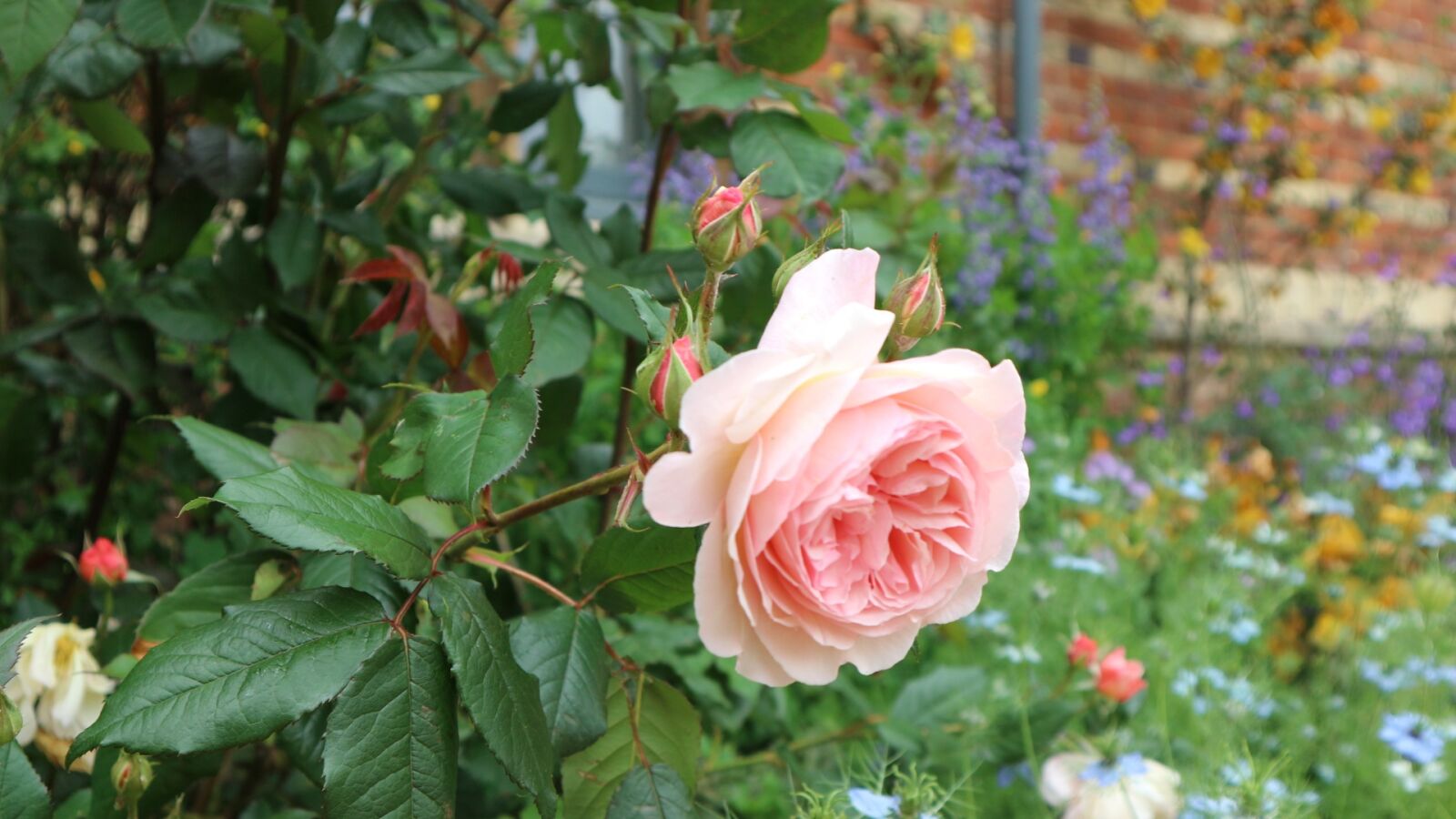 Canon EOS M10 sample photo. Flowers, blue, england photography