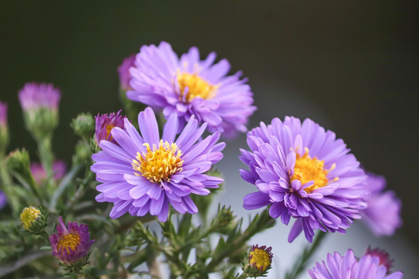 Canon EOS 200D (EOS Rebel SL2 / EOS Kiss X9) sample photo. Herbstastern, asters, autumn photography