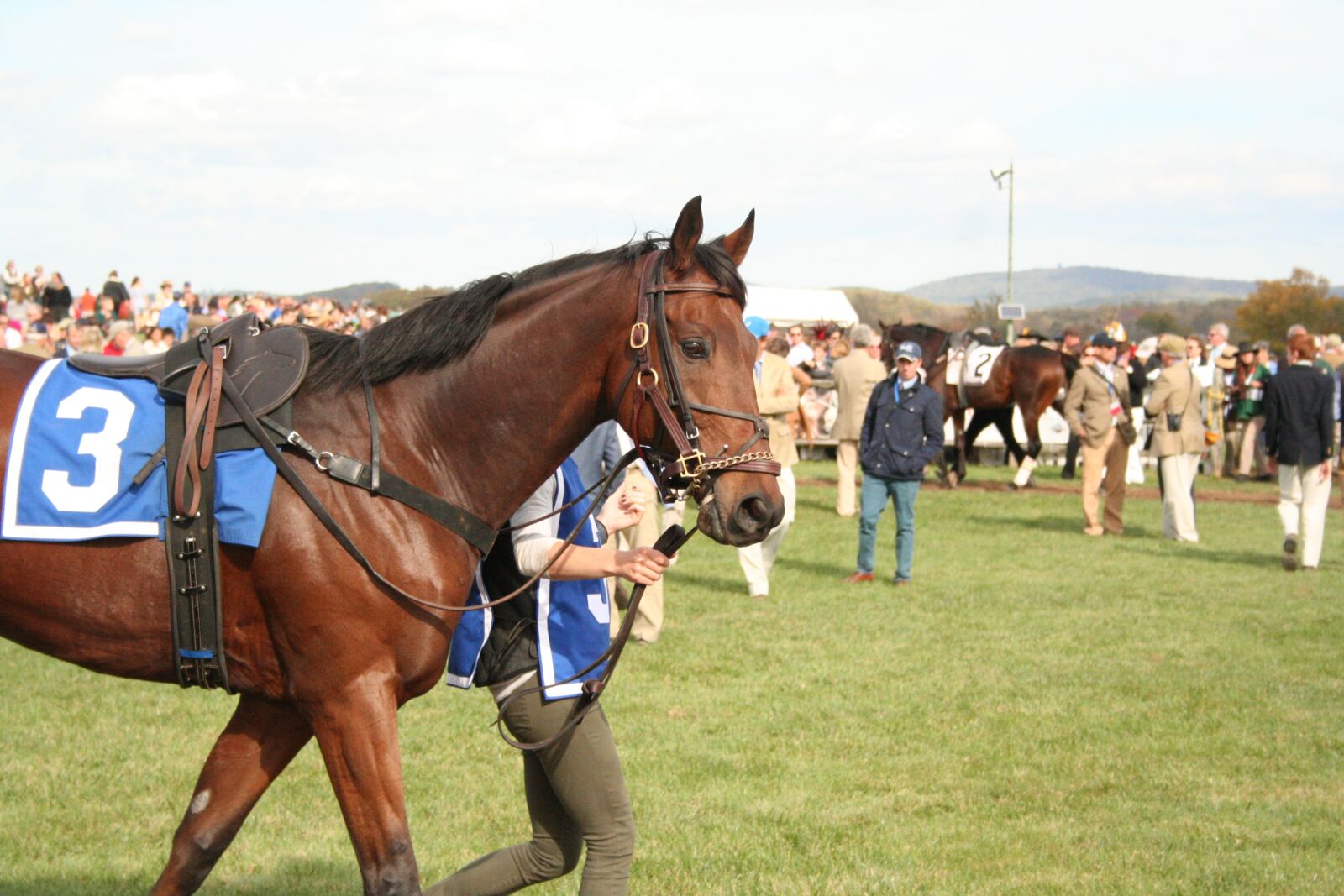 Canon EOS 350D (EOS Digital Rebel XT / EOS Kiss Digital N) sample photo. Horse, racehorse, sport photography