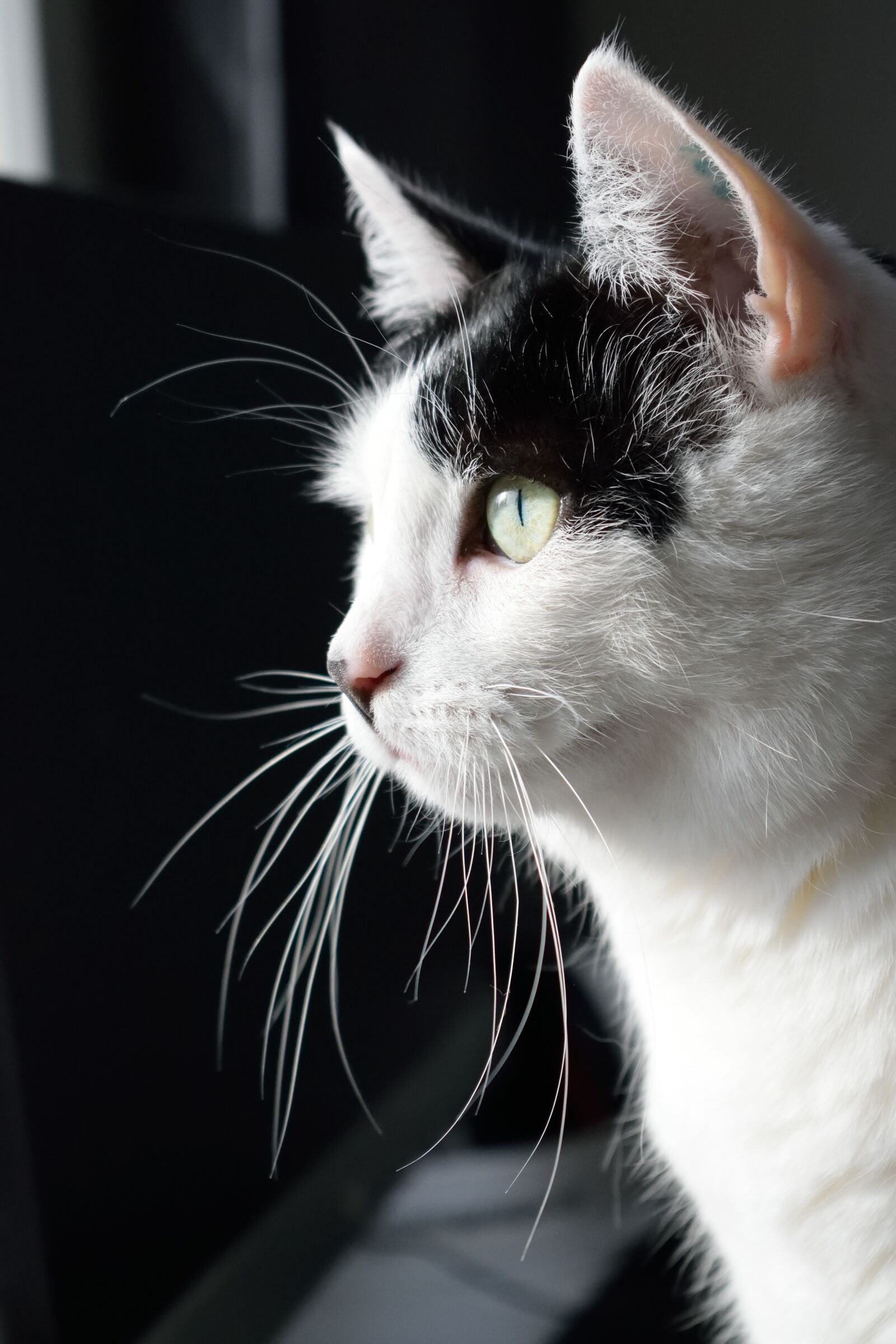 Nikon D3300 sample photo. Cat, whiskers, domestic photography