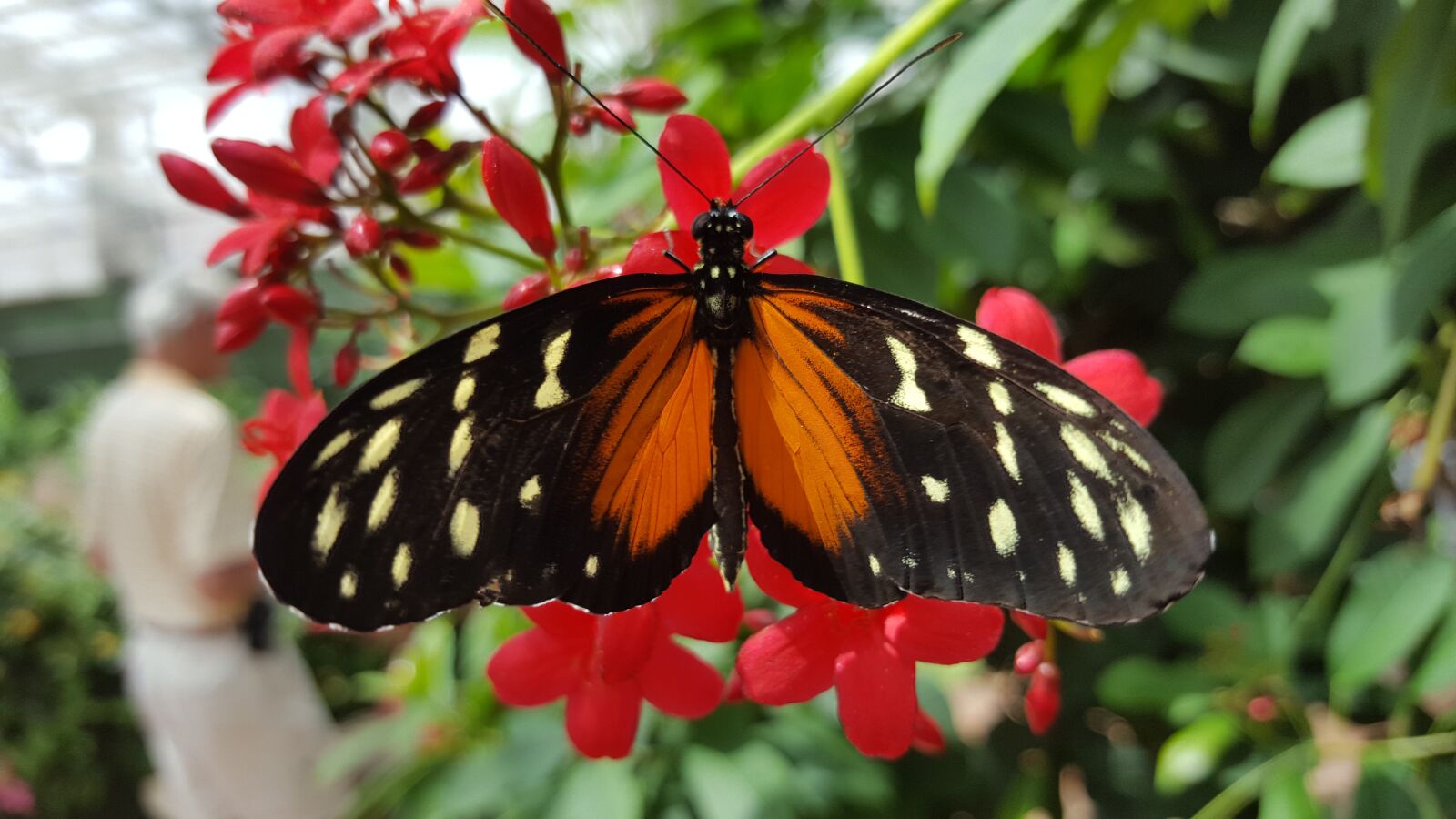 Samsung Galaxy S6 sample photo. Insect, butterfly, nature photography
