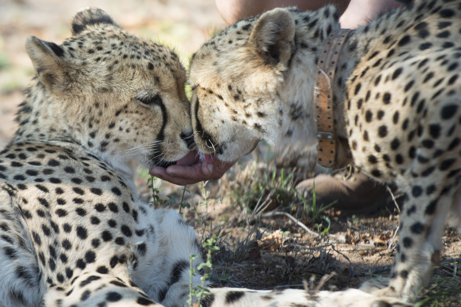 Nikon D800 sample photo. Animals, cheetahs, safari, thirsty photography