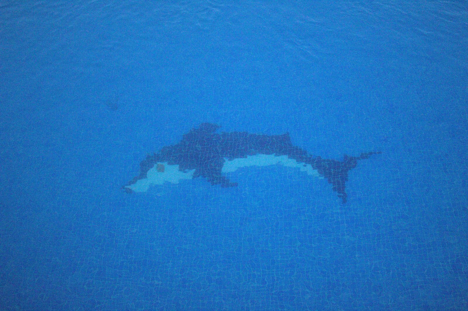 Canon EOS 4000D (EOS Rebel T100 / EOS 3000D) sample photo. Dolphin, pool, swimming photography