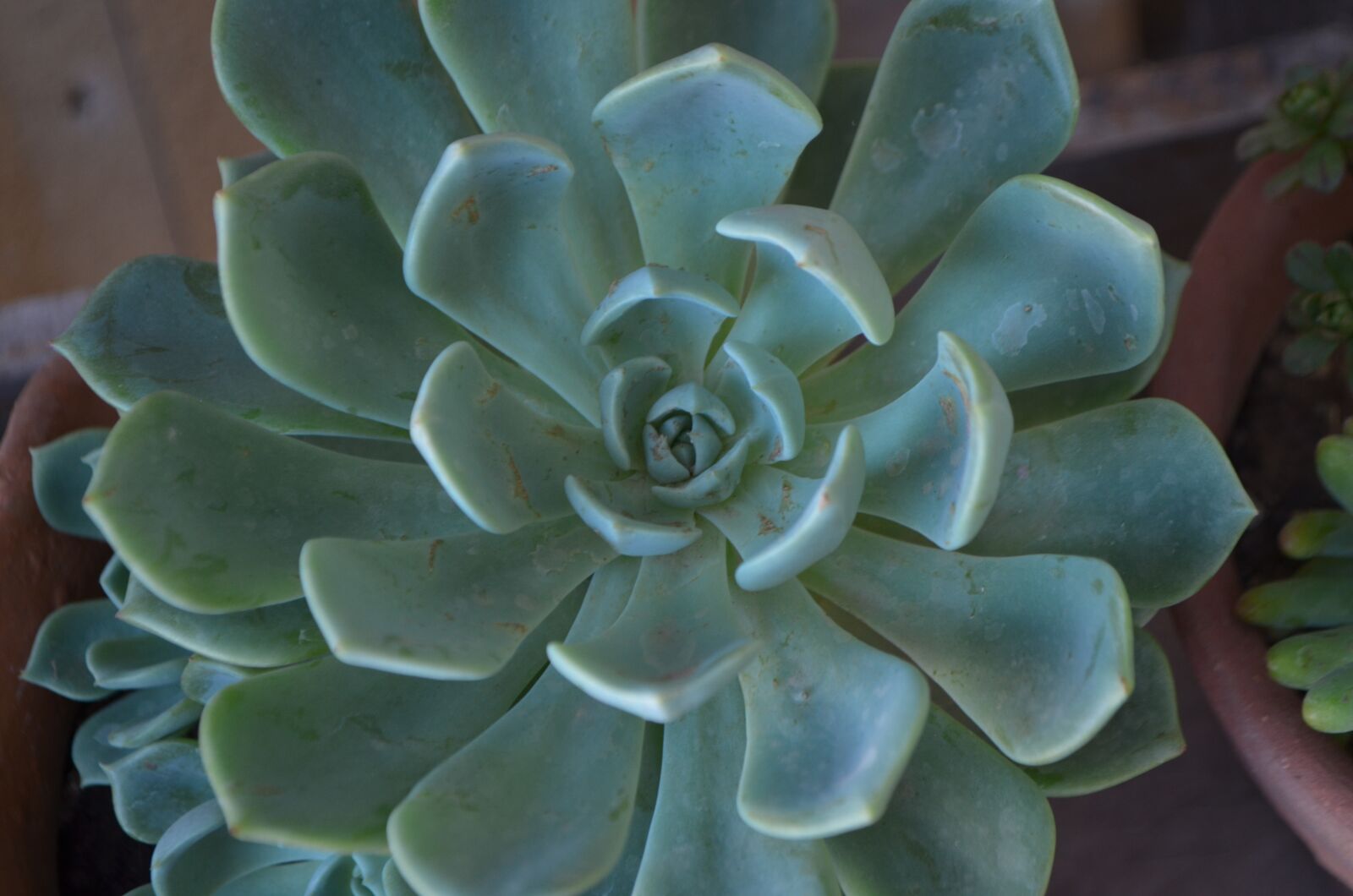 Nikon D5100 sample photo. Succulent, green, leaves photography