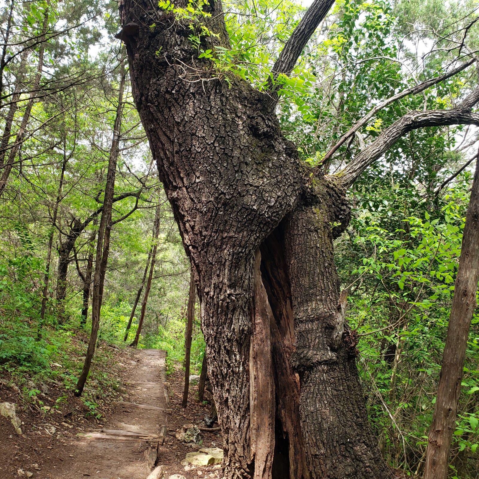 Samsung Galaxy S9+ sample photo. Nature, tree, outdoors photography