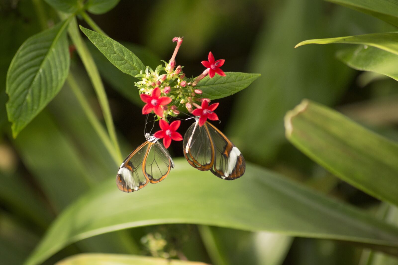 Nikon D3200 sample photo. Butterfly, insect, glass butterfly photography