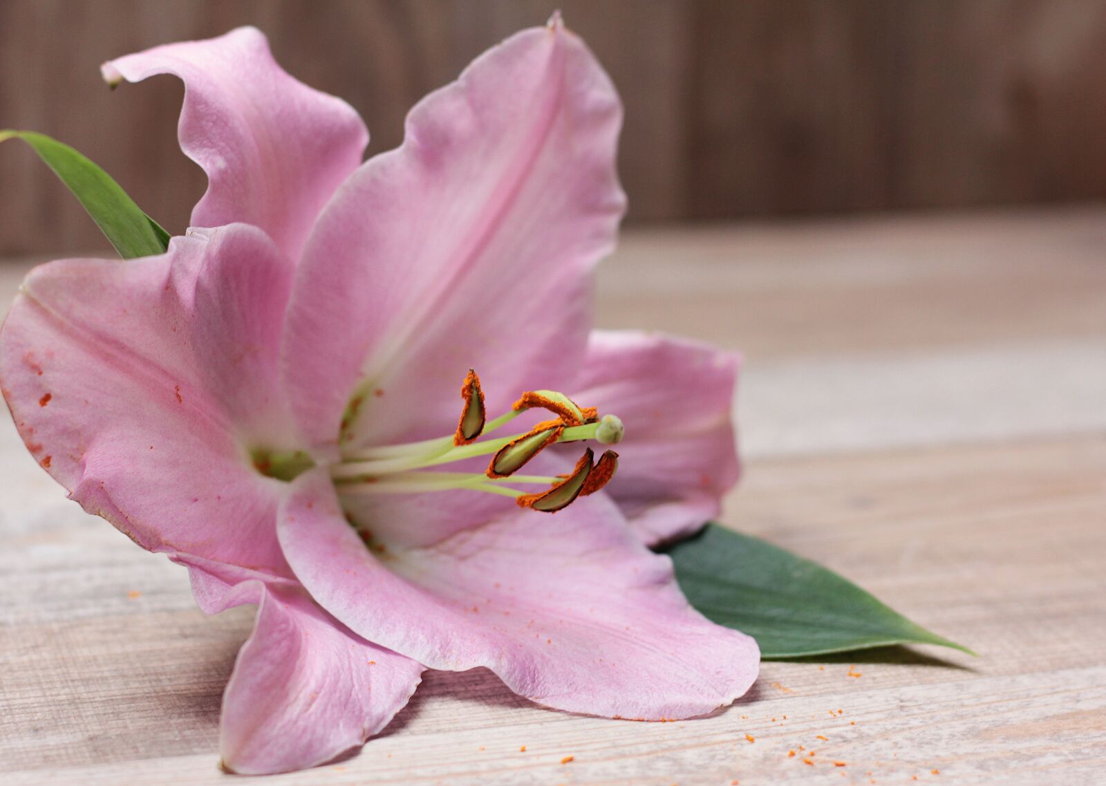 Canon EOS 550D (EOS Rebel T2i / EOS Kiss X4) sample photo. Lily, flower, blossom photography