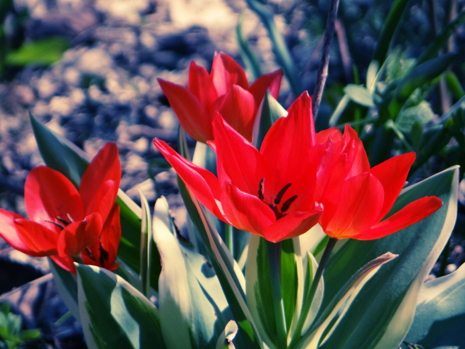 Sony DSC-HX200V sample photo. Garden, flower, red crime photography