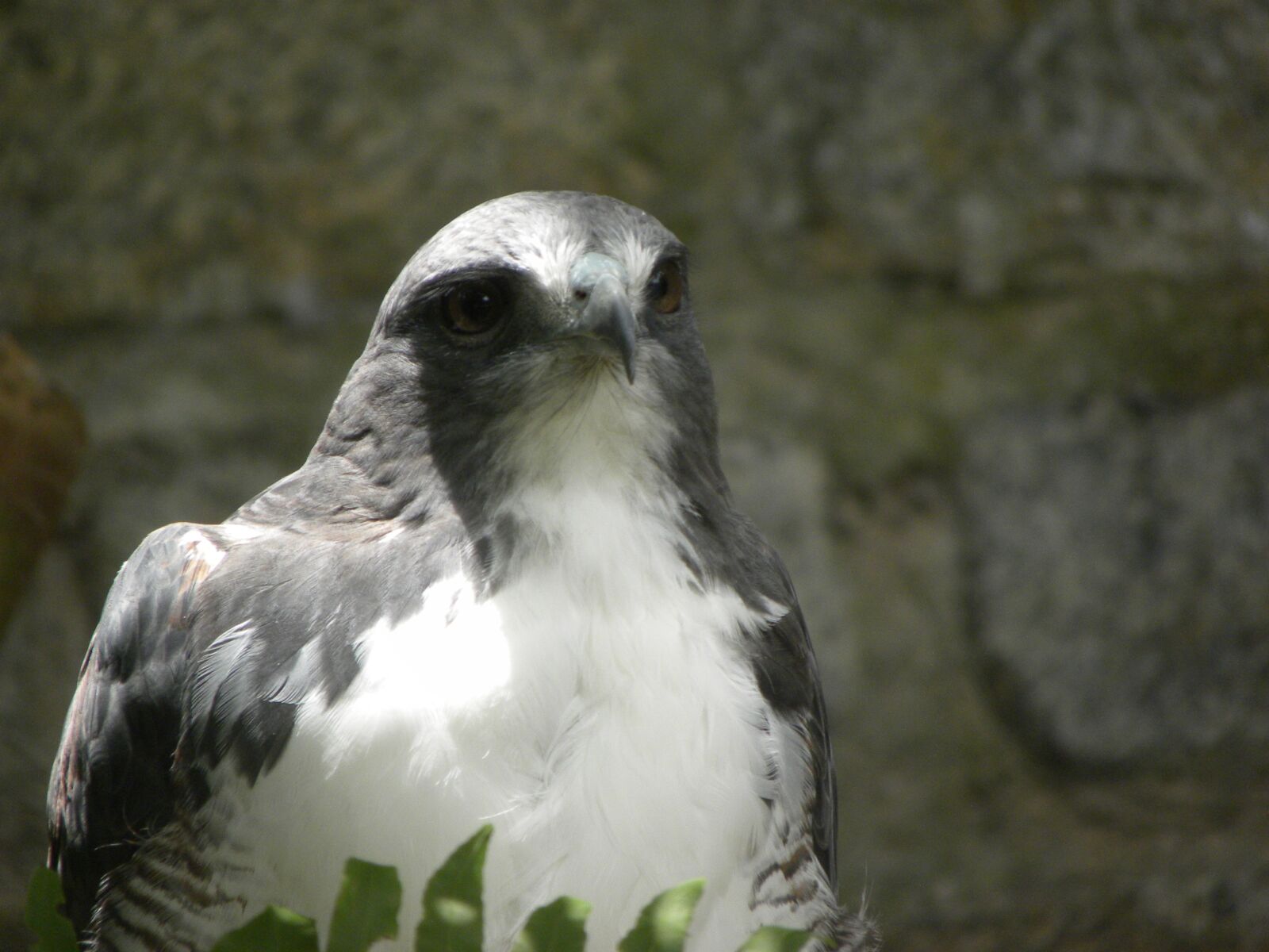 Nikon Coolpix P90 sample photo. Bird, of, prey photography