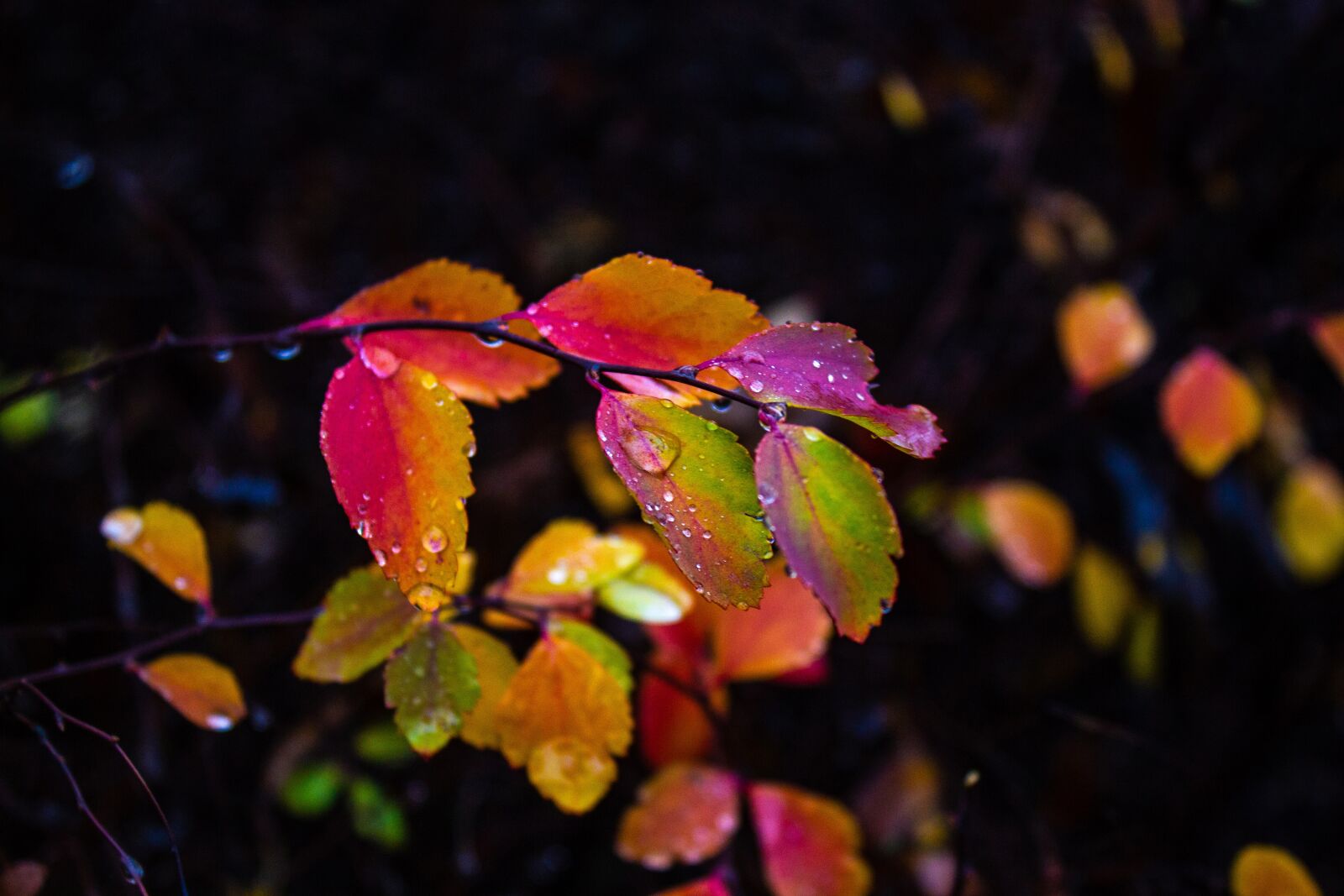 Canon EOS 550D (EOS Rebel T2i / EOS Kiss X4) sample photo. Autumn, dead leaves, forest photography