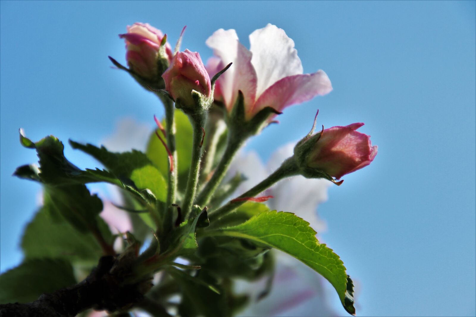 Canon EOS 80D sample photo. Flower, nature, plant photography