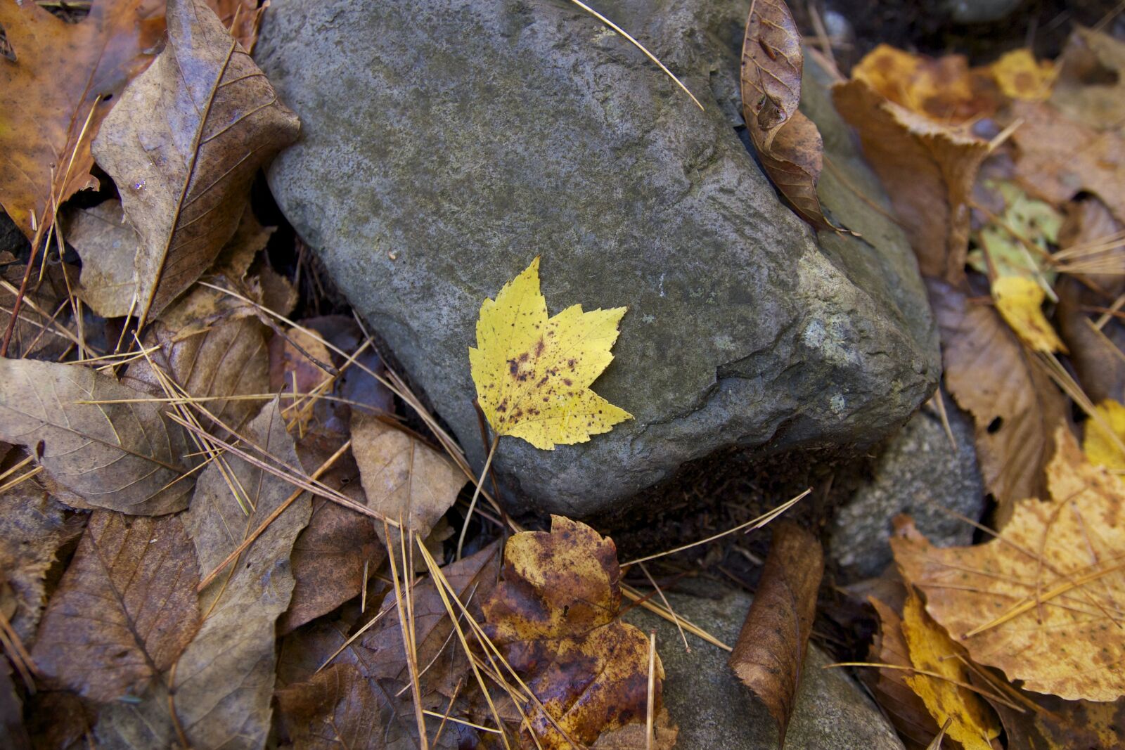 Canon EOS 550D (EOS Rebel T2i / EOS Kiss X4) sample photo. Gray rock, leaves, october photography