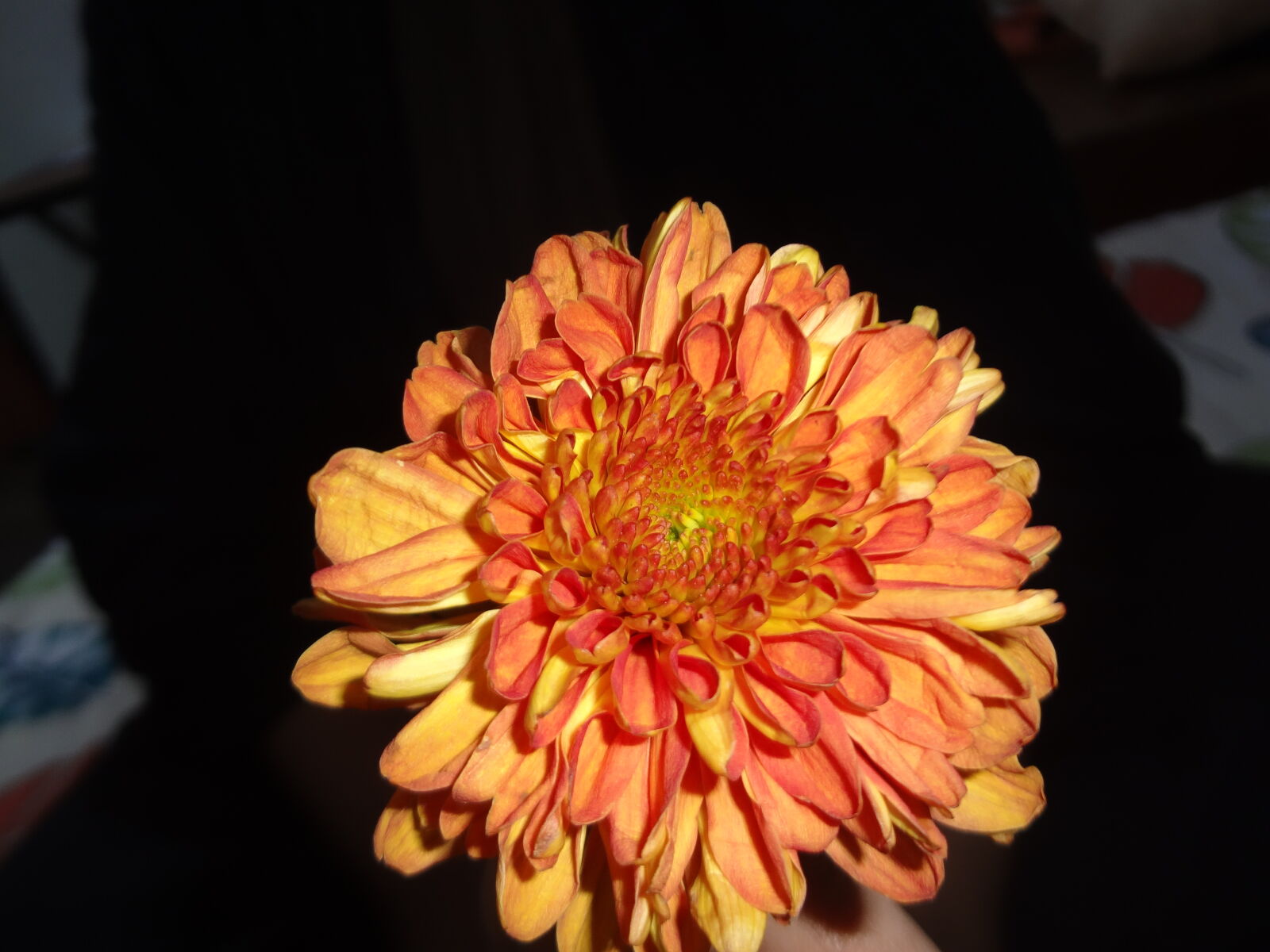 Sony Cyber-shot DSC-WX50 sample photo