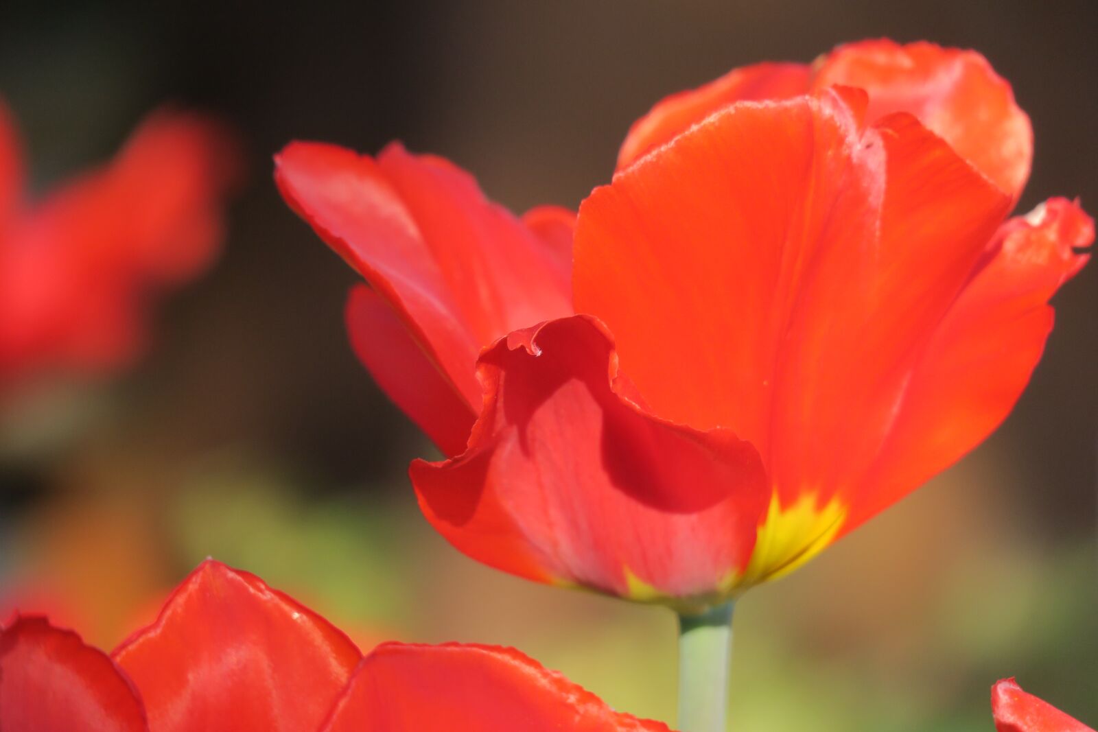 Canon PowerShot G3 X sample photo. Tulip, red, flower photography