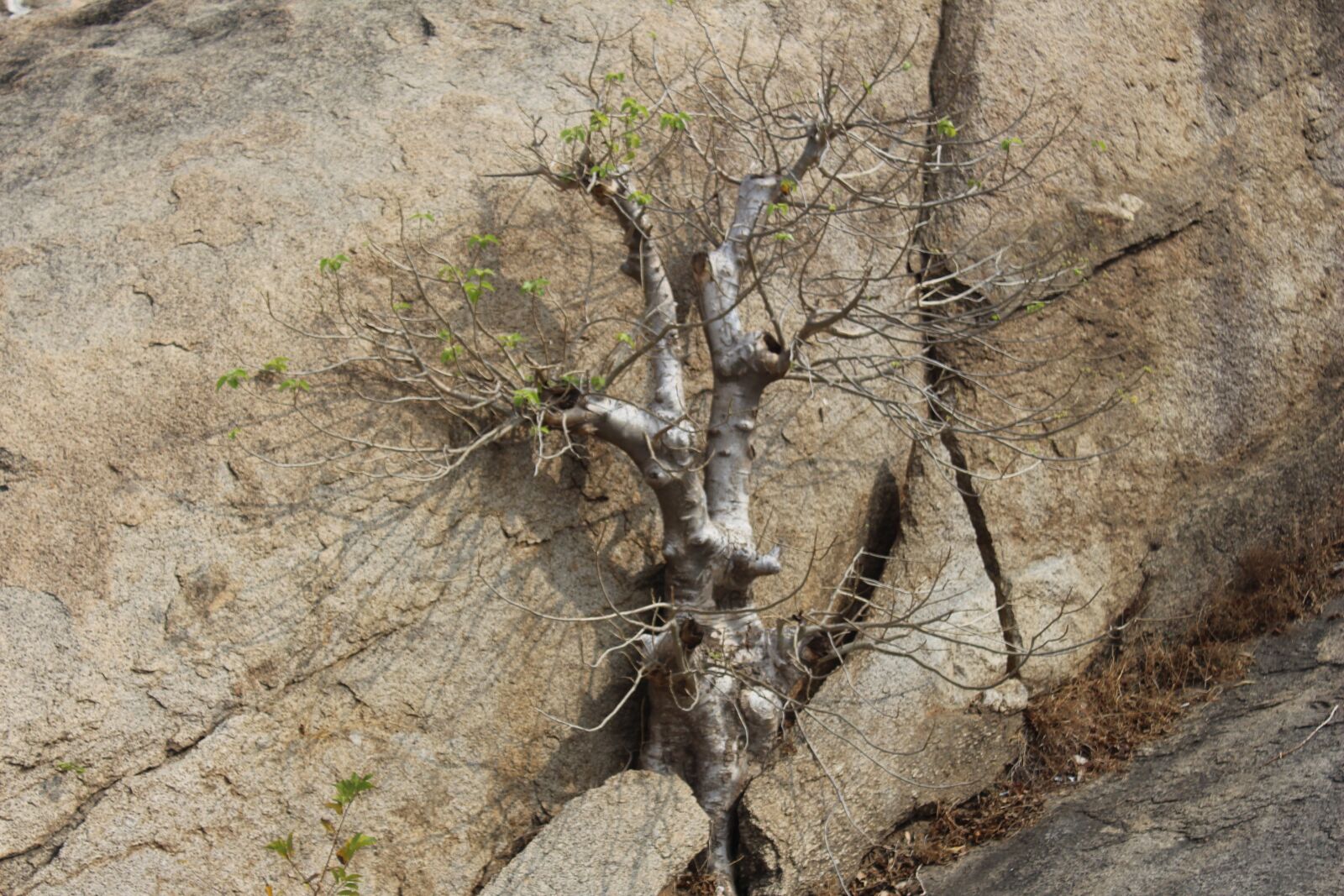 Canon EOS 700D (EOS Rebel T5i / EOS Kiss X7i) sample photo. Dry, plant photography