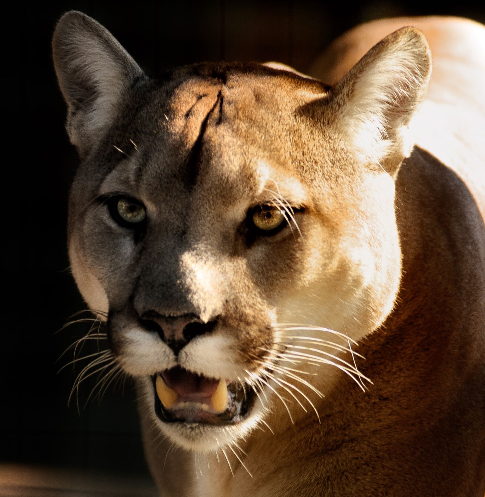 Nikon D7000 sample photo. Cougar, puma, close photography
