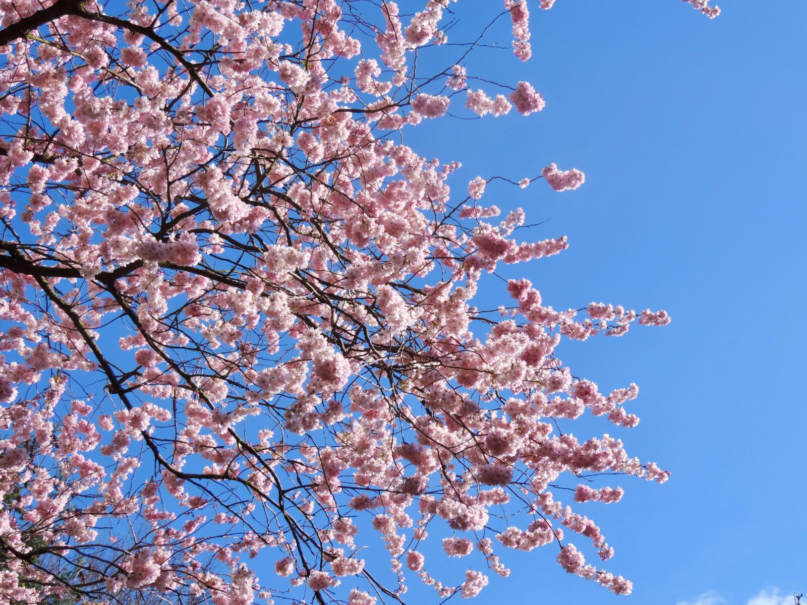 Nikon Coolpix P520 sample photo. Cherry blossoms, tree, sky photography