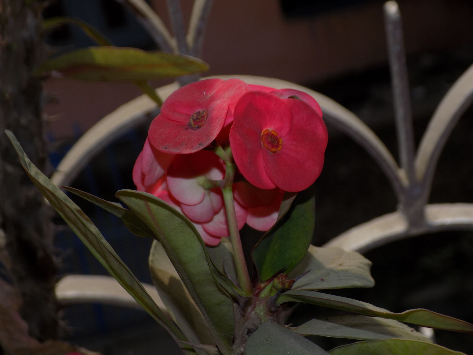 Nikon COOLPIX L330 sample photo. Beautiful, flowers photography