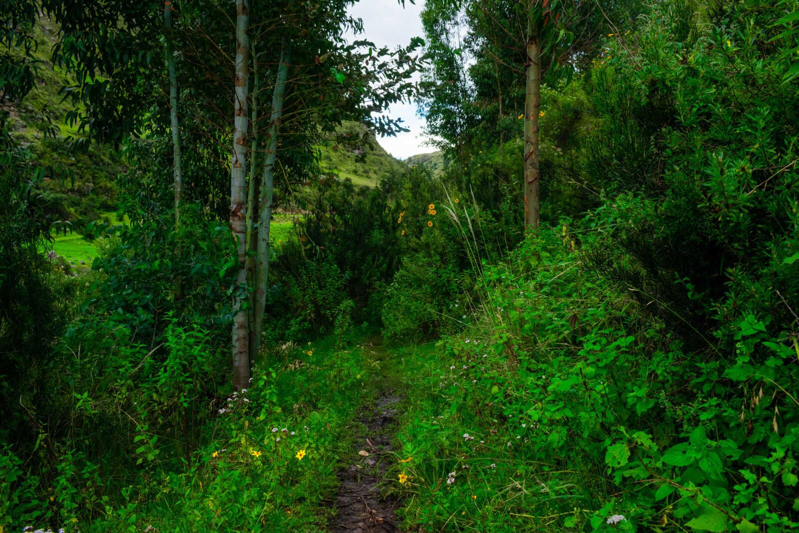 Nikon D3500 sample photo. River, rivera, rocks photography