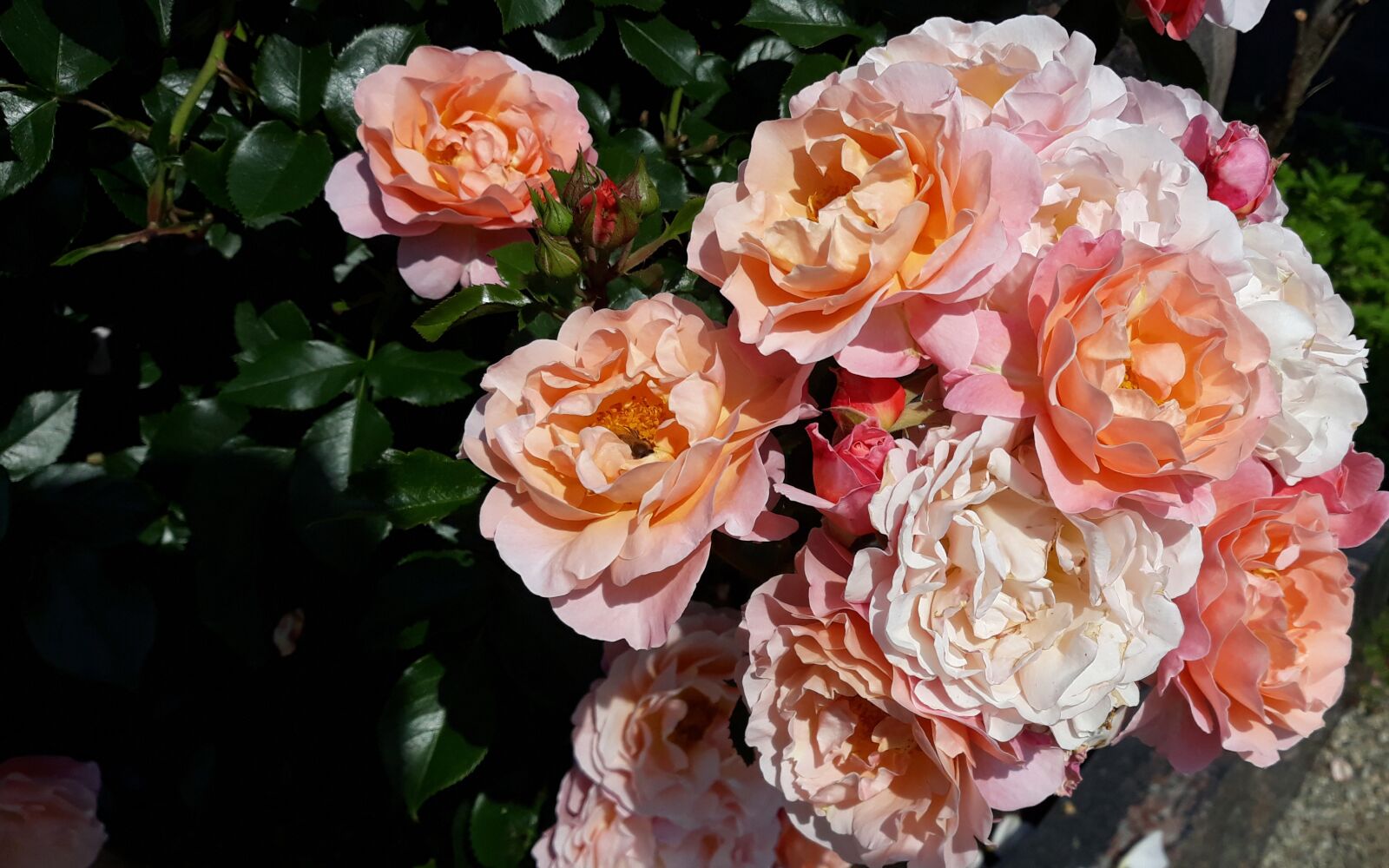 Samsung Galaxy J5 sample photo. Roses, flowers, june photography