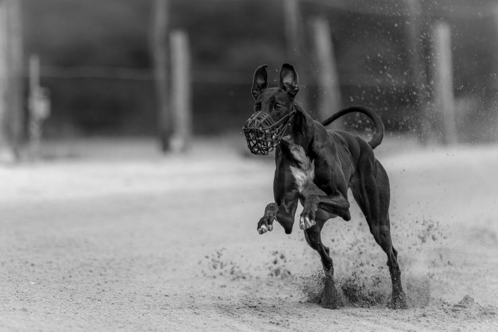 Canon EF 70-200mm F2.8L IS II USM sample photo. Dog, race, hound photography