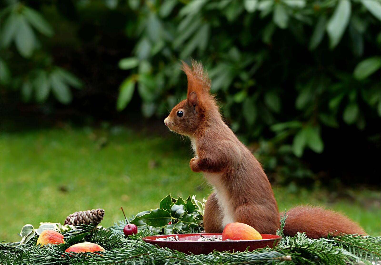 Panasonic Lumix DMC-FZ200 sample photo. Animal, squirrel, sciurus vulgaris photography