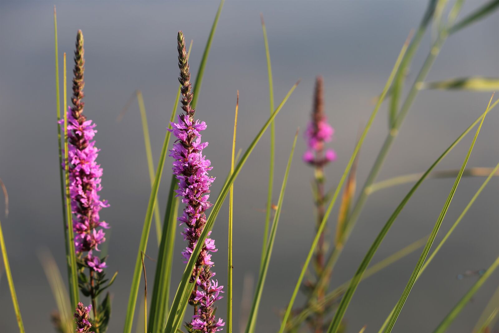 Canon EF 70-300 F4-5.6 IS II USM sample photo. Red fox speedwell, veronica photography