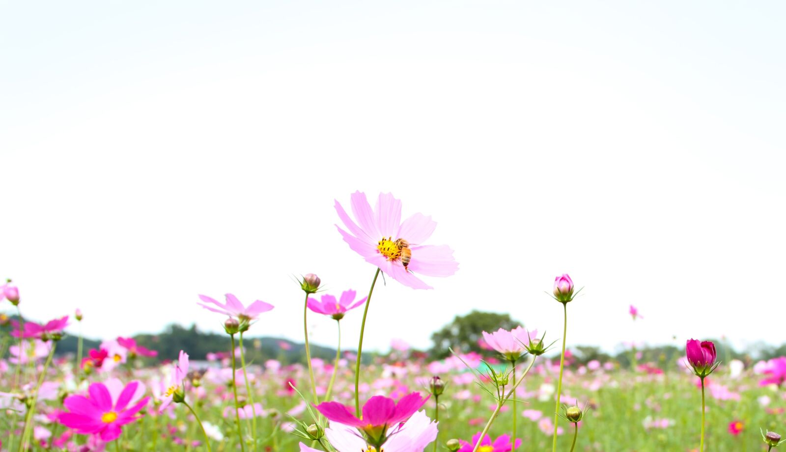 Canon EOS 550D (EOS Rebel T2i / EOS Kiss X4) sample photo. Cosmos, bee, sky photography