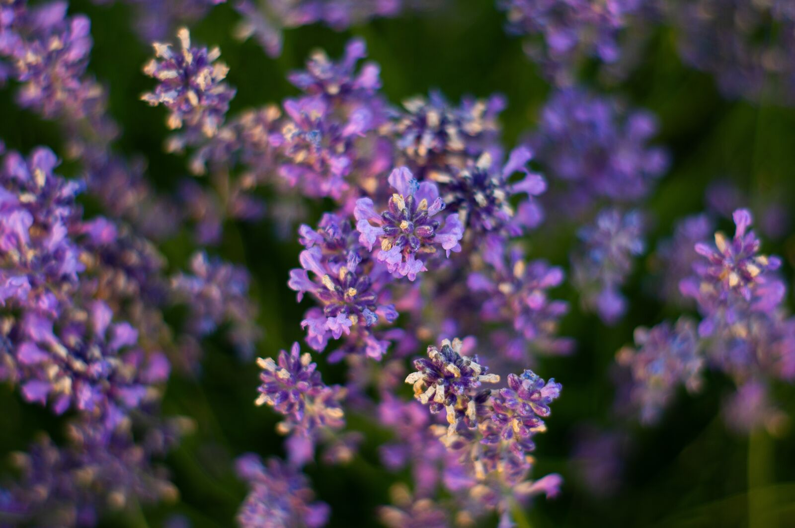 Sony SLT-A57 + Minolta AF 50mm F1.7 sample photo. Lavender, summer, garden photography