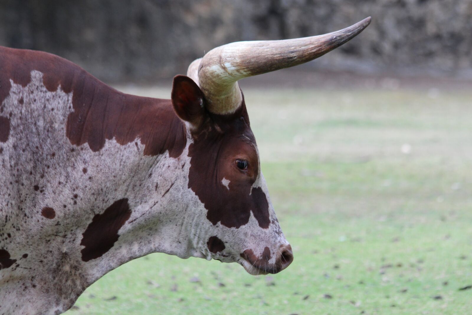 Canon EOS 650D (EOS Rebel T4i / EOS Kiss X6i) sample photo. Bull, of watusi, animals photography