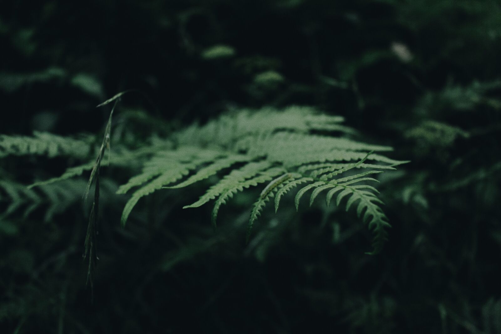 Canon EOS 700D (EOS Rebel T5i / EOS Kiss X7i) sample photo. Green, fern, plant photography