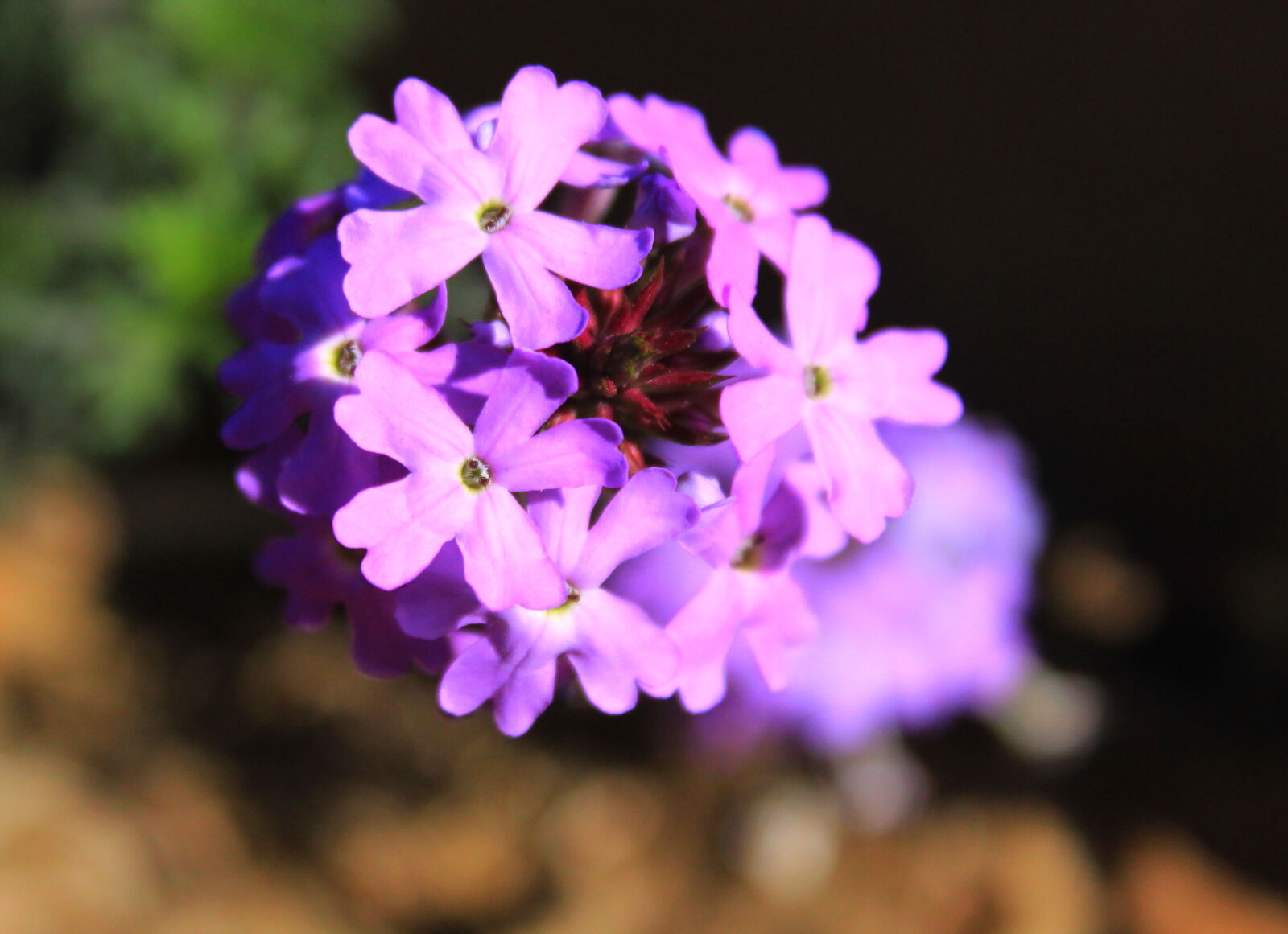 Canon EOS 1300D (EOS Rebel T6 / EOS Kiss X80) sample photo. Close, up, purple, flowers photography