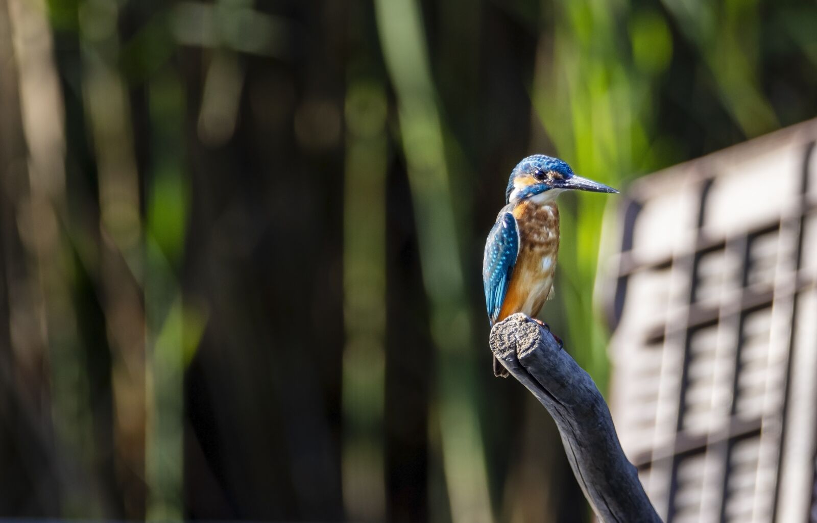 Nikon D7200 sample photo. Bird, kingfisher, wildlife photography