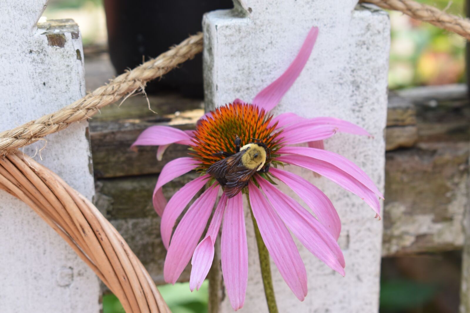 Nikon D3400 sample photo. Purple, coneflower, bee photography