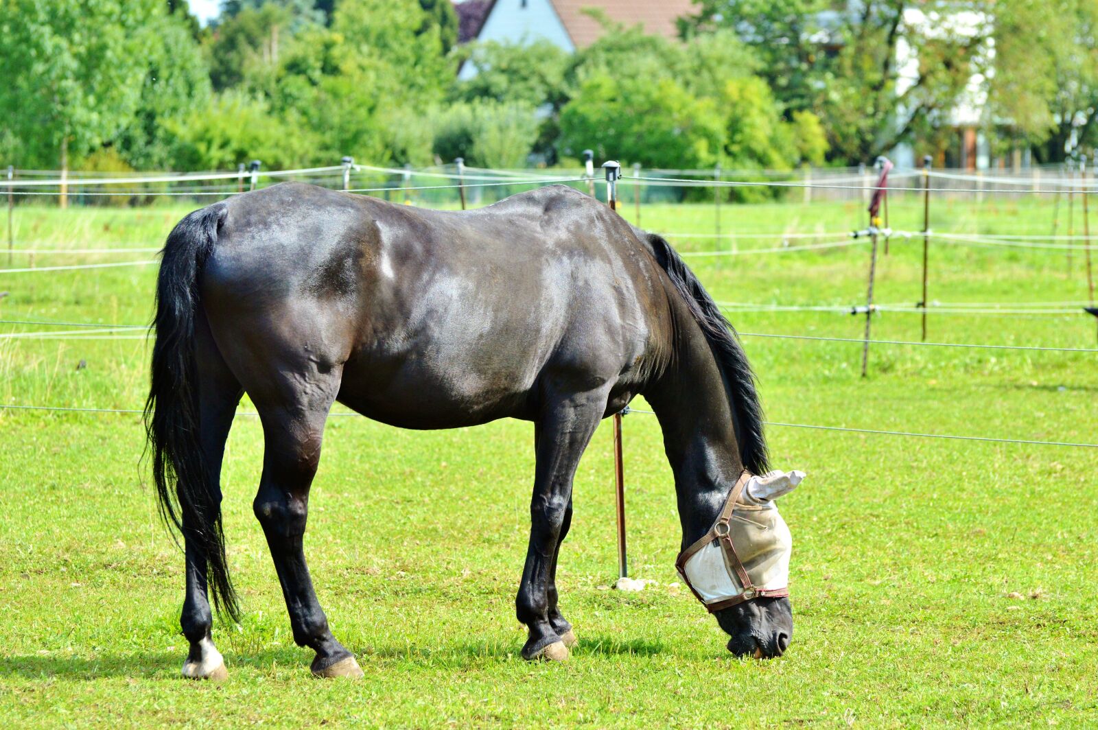 Nikon D3200 sample photo. Horse, flying hat, fly photography