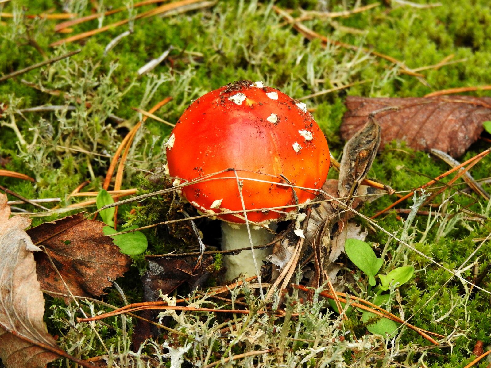 Nikon Coolpix P900 sample photo. Mushroom, amanita, forest photography