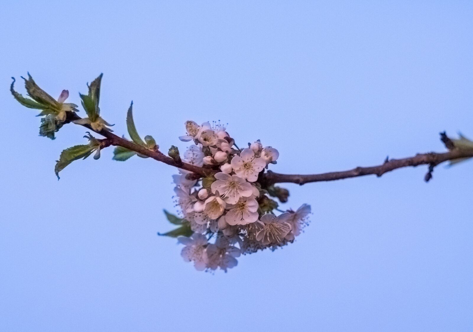 Fujifilm X-T2 + Fujifilm XF 56mm F1.2 R sample photo. Branch, tree, nature photography