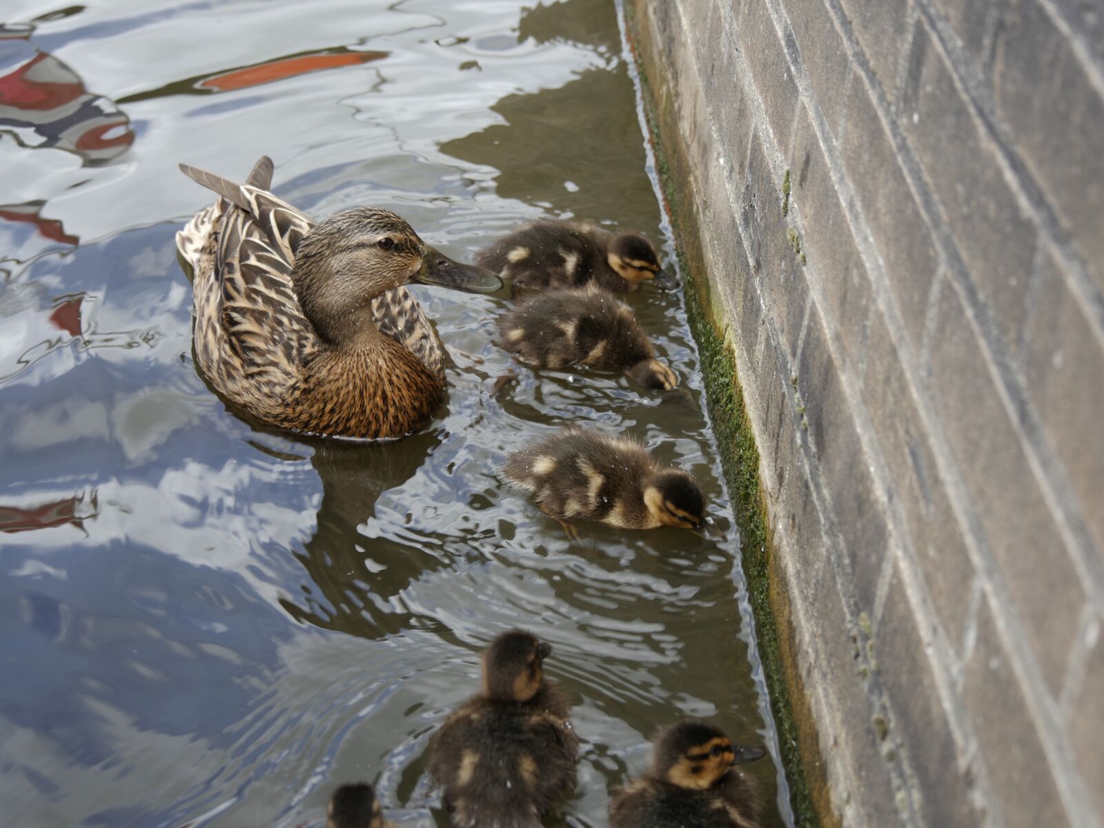 Panasonic Lumix DMC-GH4 sample photo. Ducks, mother, young photography