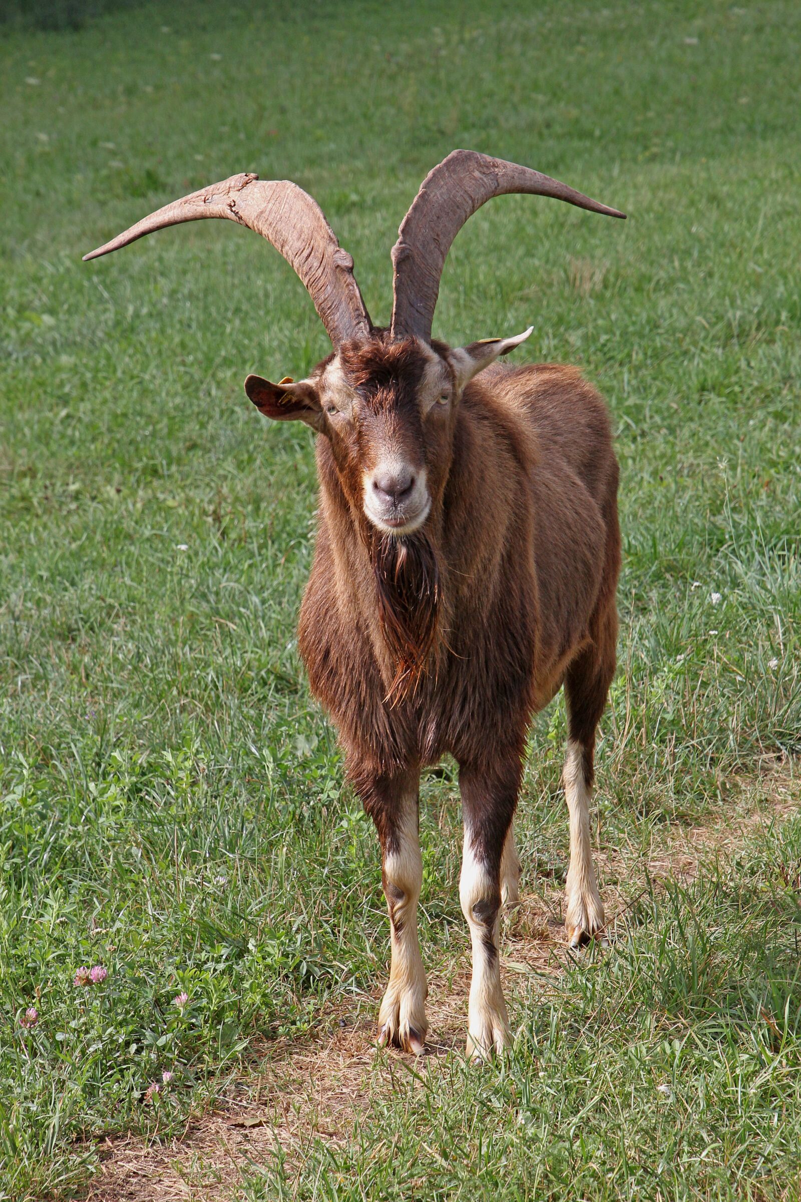 Tamron 16-300mm F3.5-6.3 Di II VC PZD Macro sample photo. Goat, animal, livestock photography