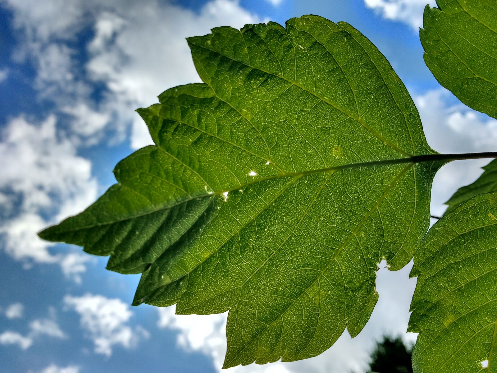 Motorola MotoG3 sample photo. Leaf, veins, rip photography